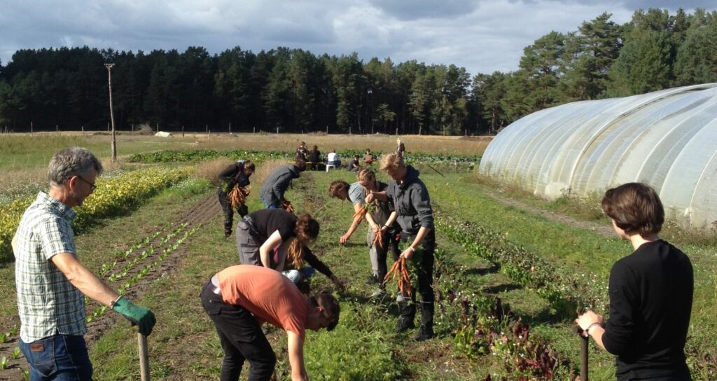 Menschen arbeiten in den Beeten beim Mitmach-Tag der Solawi