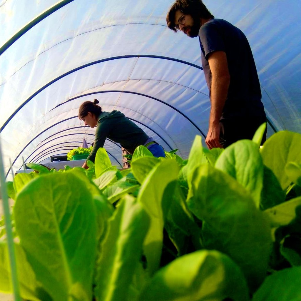 Symbolbild: Gärtner im Treibhaus
