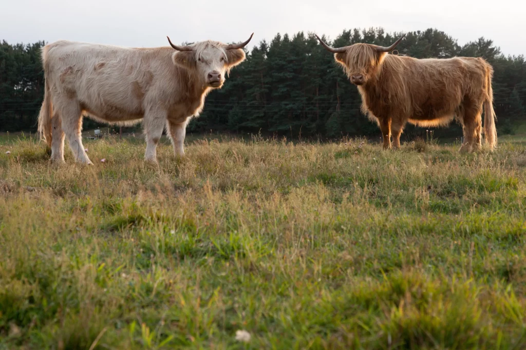 Zwei schottische Hochlandrinder der Solawi